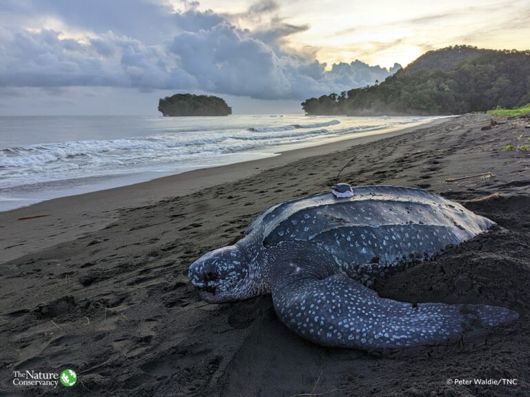 ‘Solo’ the leatherback still in Isabel waters